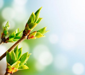 Fotooboi Cvety (119)